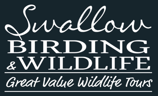 Swallow Birding & Wildlife Tours